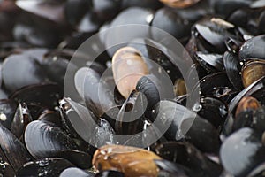 Mussels Closeup photo